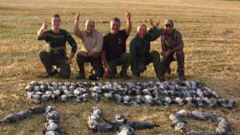 Pigeon shooting /Duck and Geese in season - Northampton areas 
