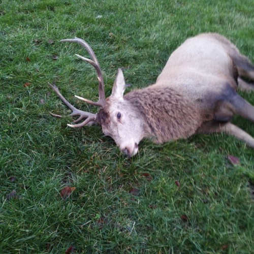 Red Stag from Stavely Cumbria